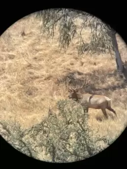 Elk Deer Hunting