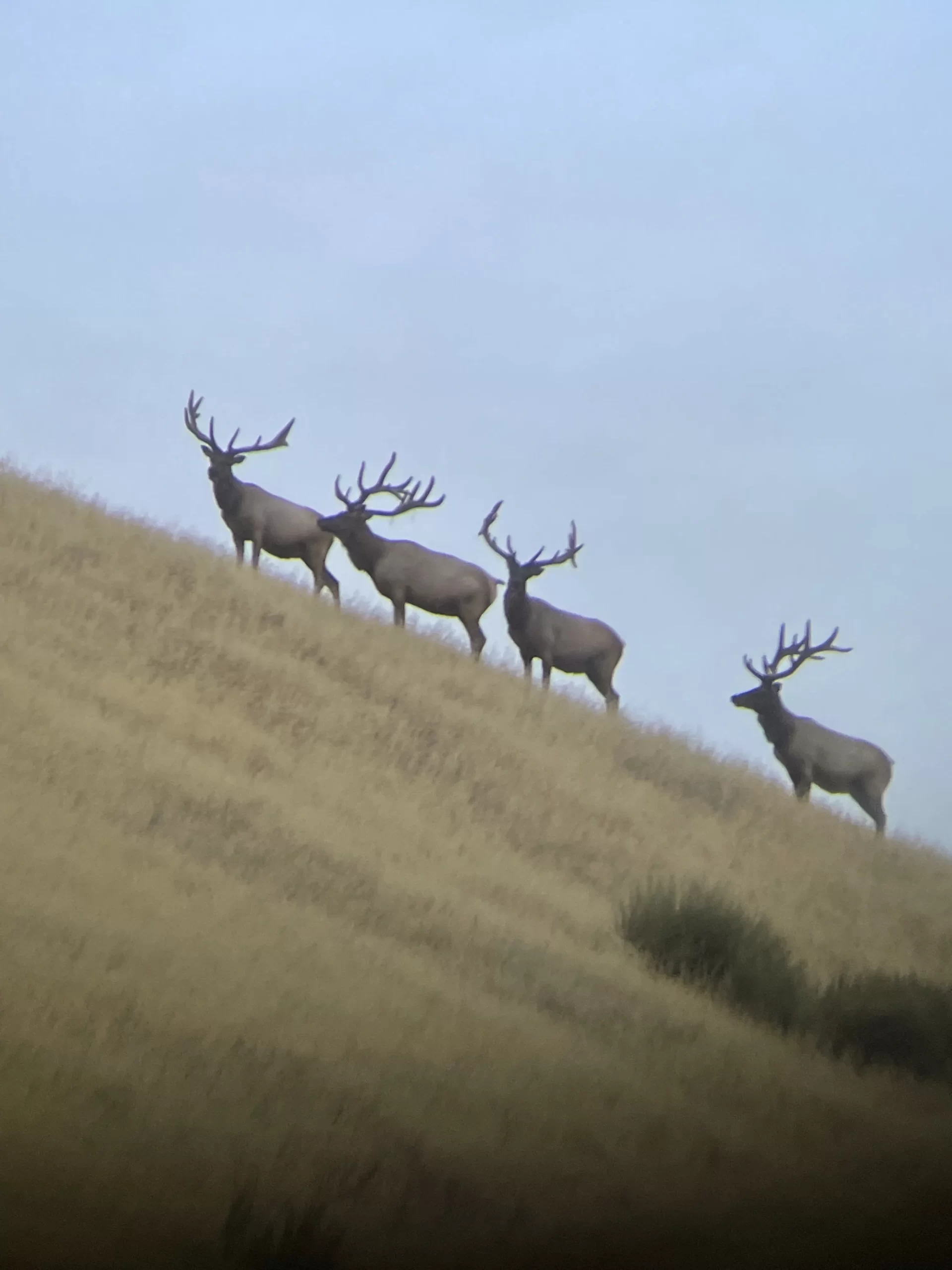 Big Game Elk