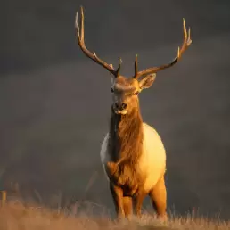 Tule Elk Big Game