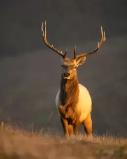 Tule Elk Big Game