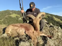 Guided Aoudad hunt in California