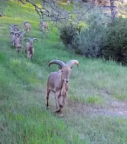 Aoudad Barbary Sheep California guided hunts